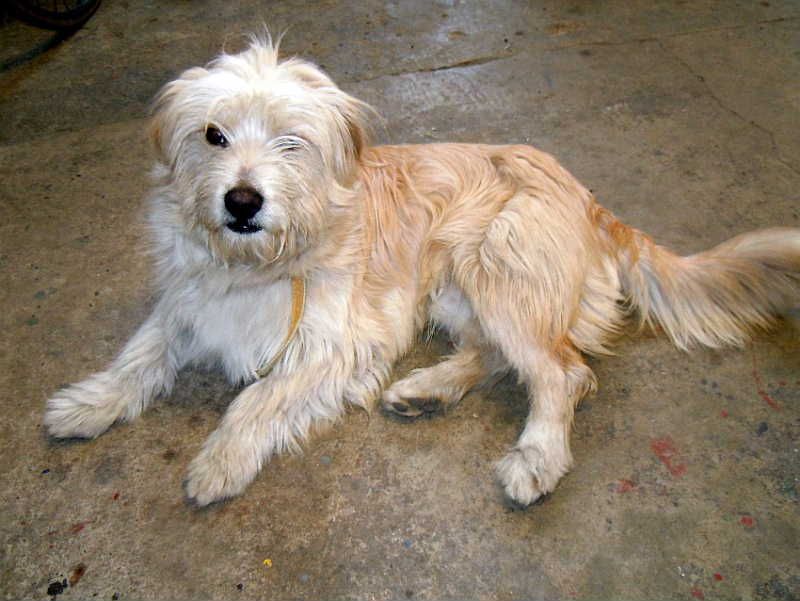 obrázek: Ve Ždírci hledají majitele pro dva psy