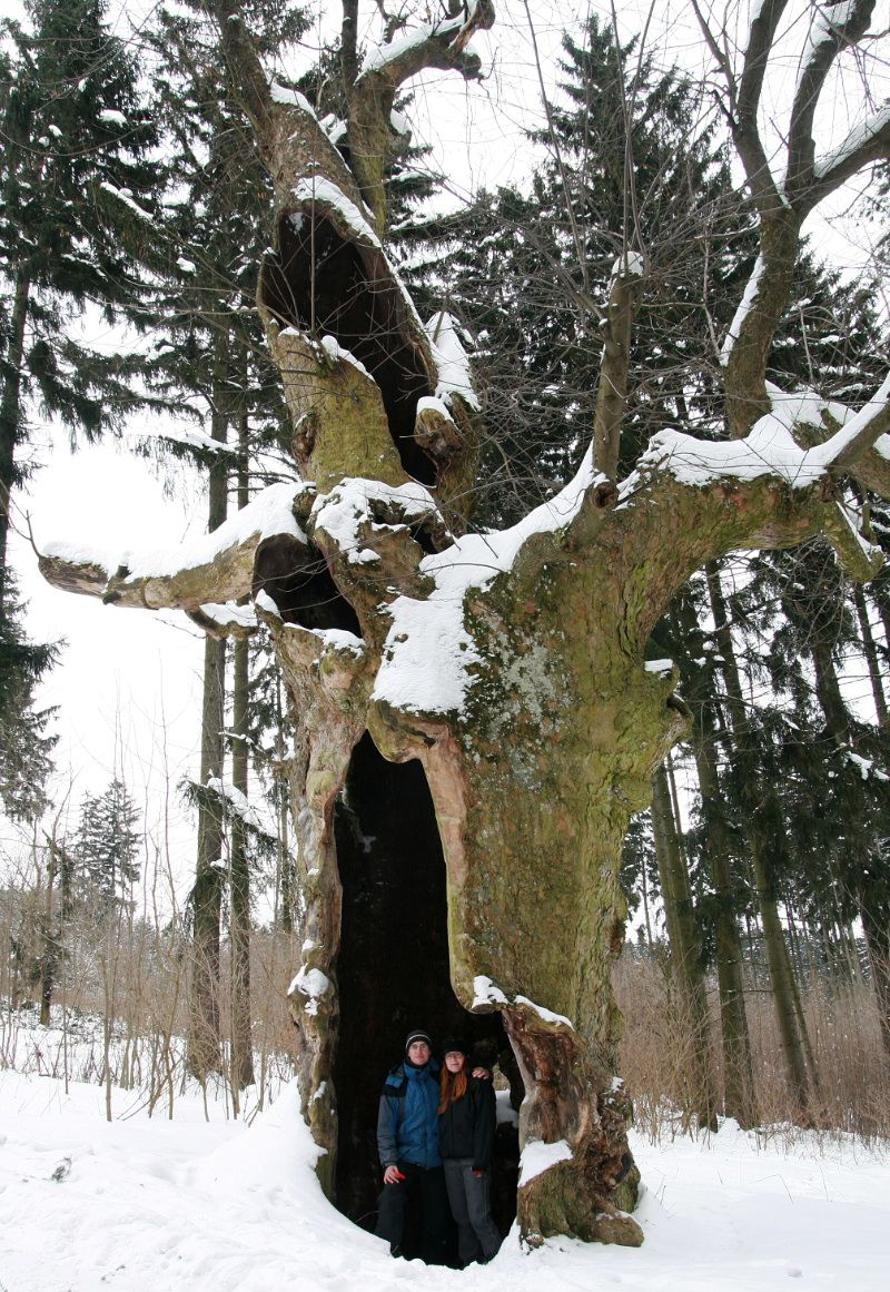 Velký javor – strom roku Vysočiny