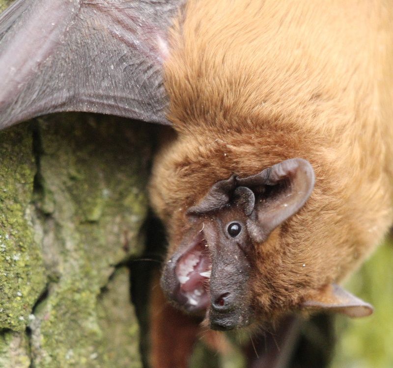 obrázek: Veřejné vypouštění netopýrů na Havlíčkobrodsku a Jihlavsku