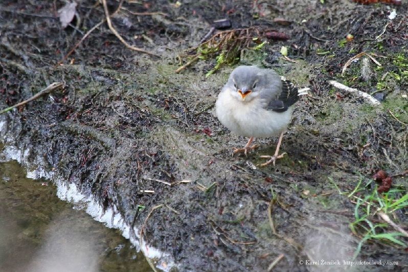obrázek: Vítání ptačího zpěvu 2016 v Jihlavě