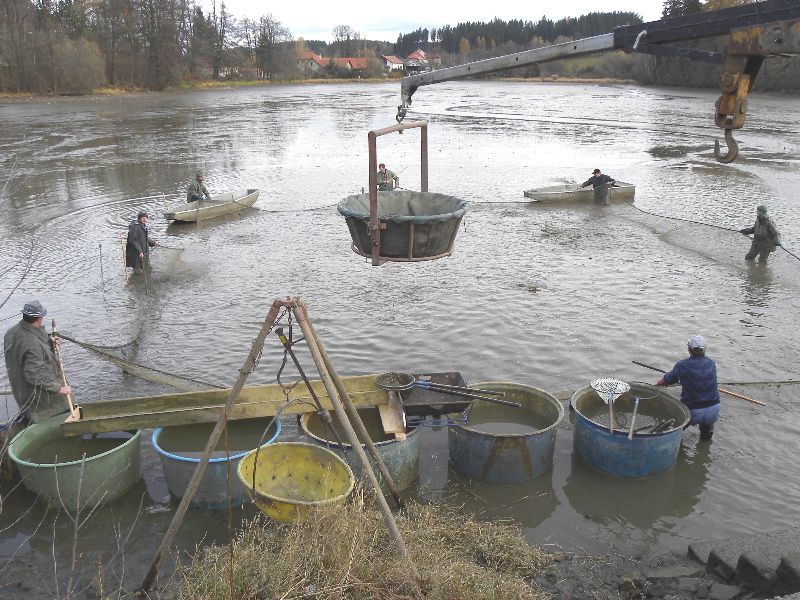 Výlov zámeckého rybníku v Rozsochatci