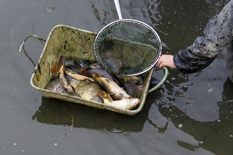 Výlovy rybníků v Lipnici nad Sázavou