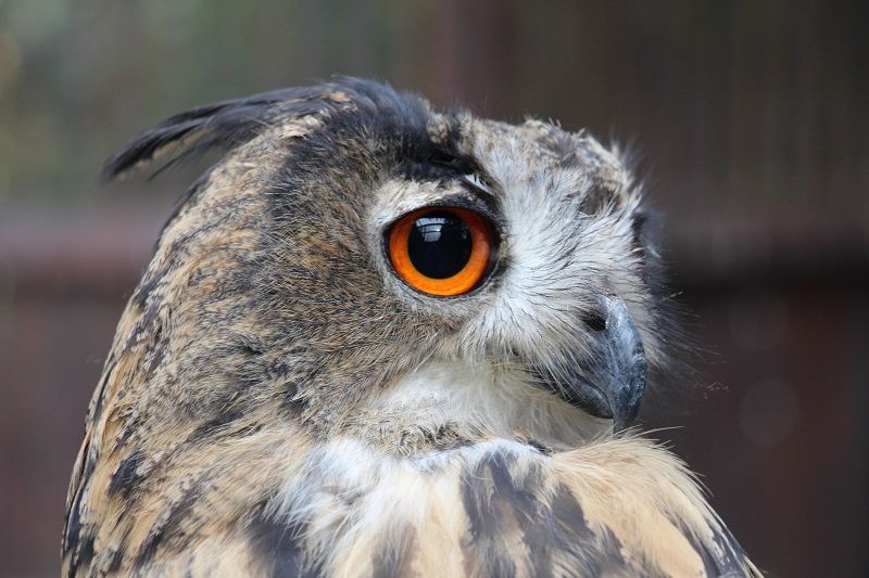 obrázek: Výr velký se ve Ždírci vrátil zpět do přírody