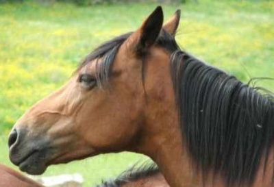 Vysočina získá nové trasy pro milovníky koní