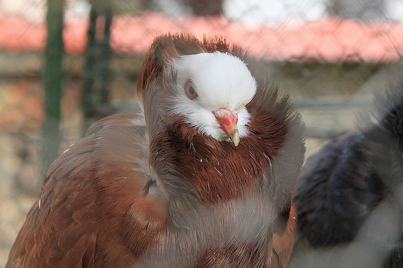 Výstava drůbeže v Ledči