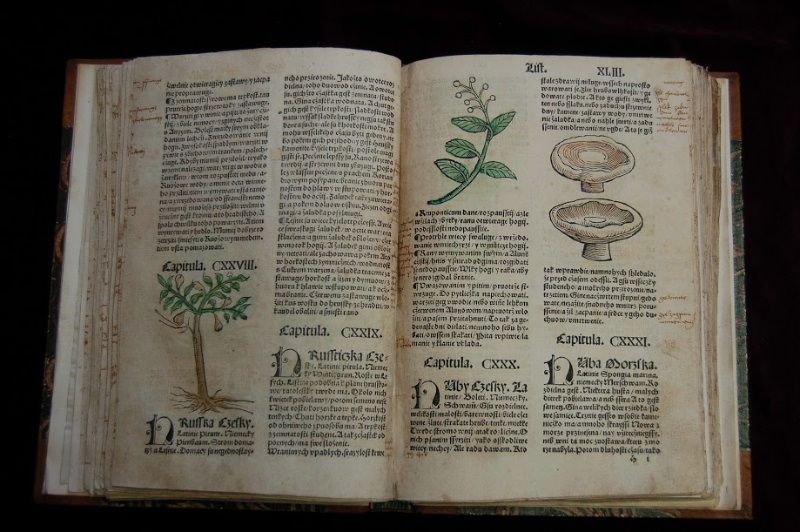 obrázek: Výstava Na každou nemoc roste bylina