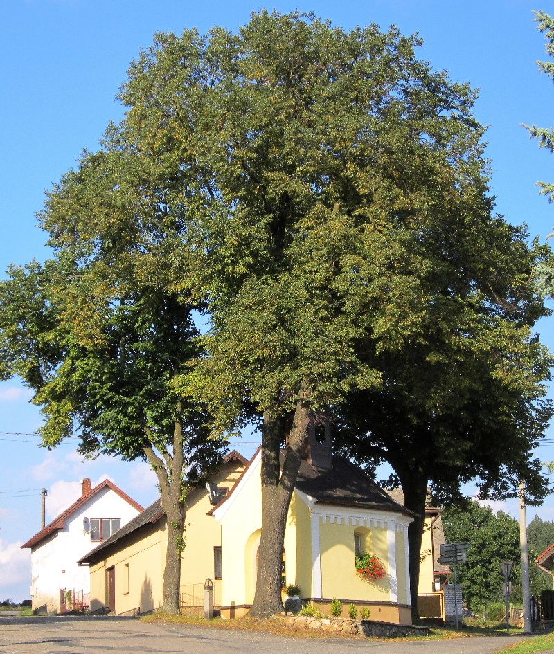 Výstava Strom Světelska ve Světlé nad Sázavou