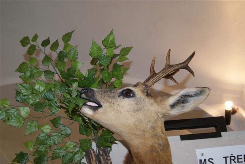 Výstava trofejí po sedmé v Moravských Budějovicích