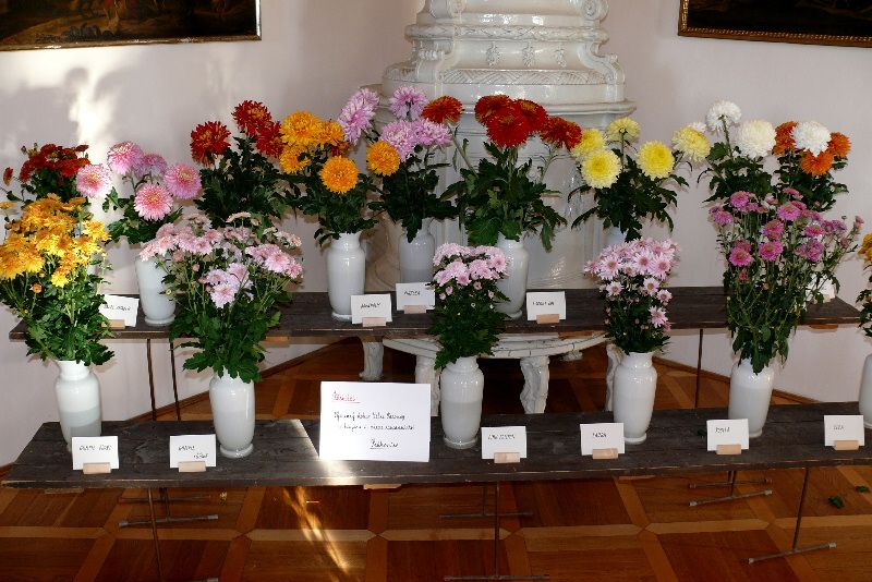 Za tulipány a narcisy do Žirovnice