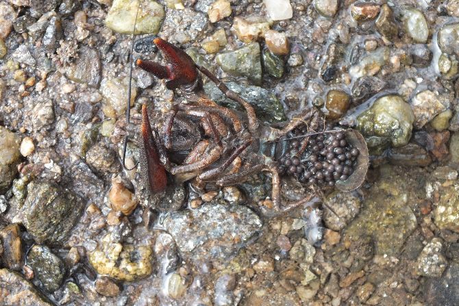 Za úhyn více než osmi tisíc raků říčních pokuta 1,7 milionu korun