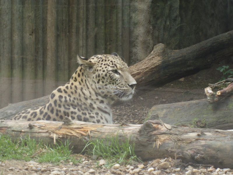 Za vysvědčení do Zoo na zmrzlinu