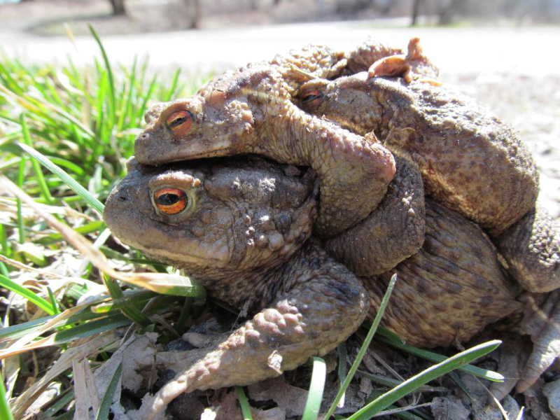 obrázek: Žáby se na Vysočině vydaly na cestu, na silnicích je ohrožují auta