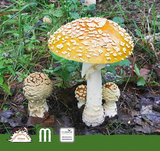 obrázek: Začátek září v Jihlavě ve znamení hub