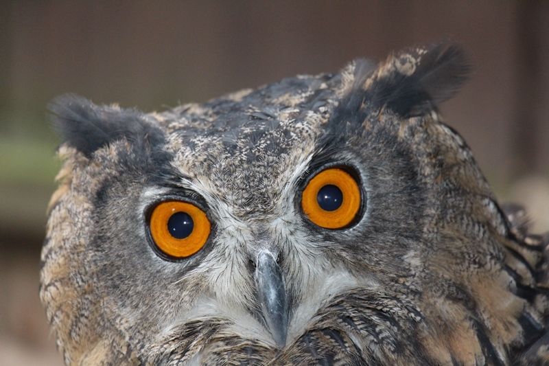 Záchranná stanice Pavlov má v zimě napilno