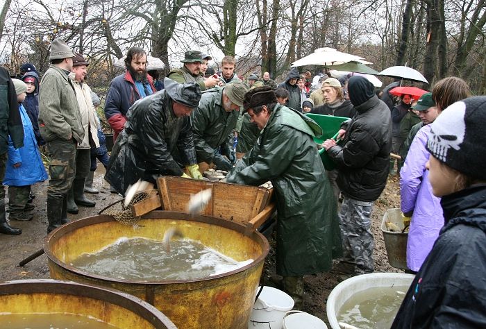 Zájemce o výlov neodradila ani nepřízeň počasí