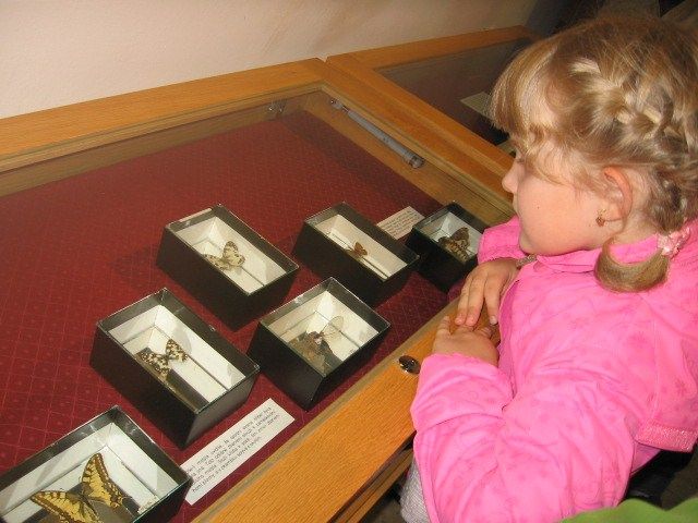 Žďárské muzeum ukazuje Hmyz ze všech stran