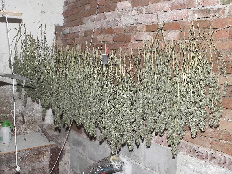 obrázek: Ženu z Pelhřimovska obvinili policisté z pěstování konopí