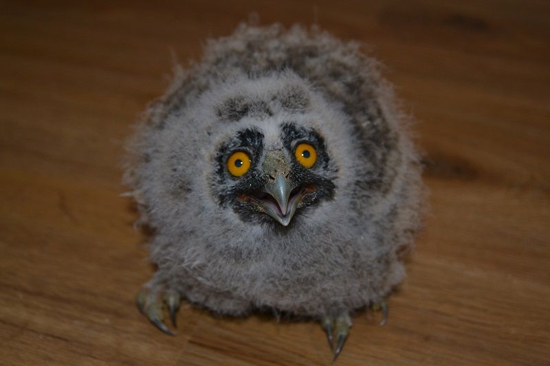 obrázek: Zesláblý mladý výr velký u rybníka Steklý nedaleko Třebíče