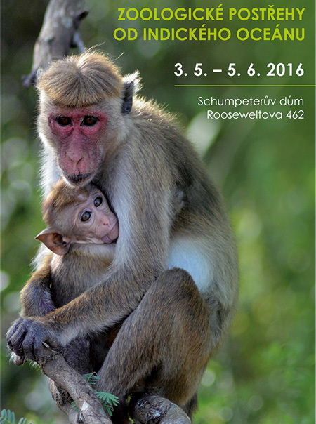 obrázek: Zoologické postřehy v Třešti