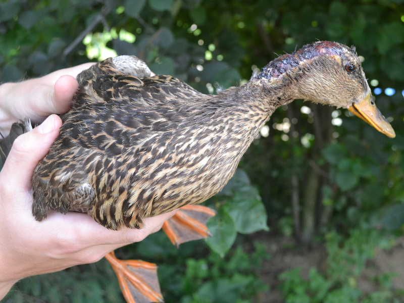 obrázek: Zraněnou kachnu divokou zachránili pracovníci Ligy na ochranu zvířat ČR