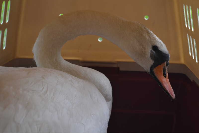 Zraněný labuťák se vrátil na svůj rybník na Třebíčsku