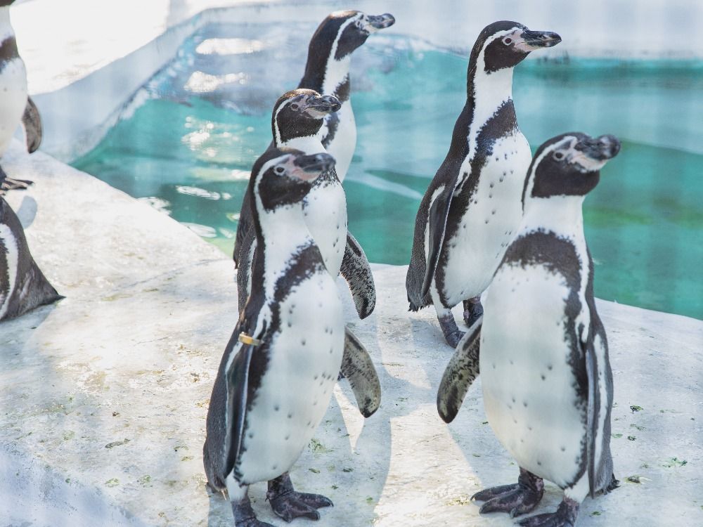 obrázek: Ministerstvo životního prostředí pošle zoologickým zahradám celkem 30 milionů korun