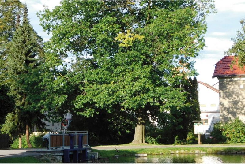 V Havlíčkově Brodě si připomenou Den stromů