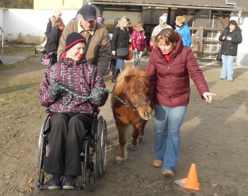 Umí si kůň hrát? Zjišťovali v Jihlavě