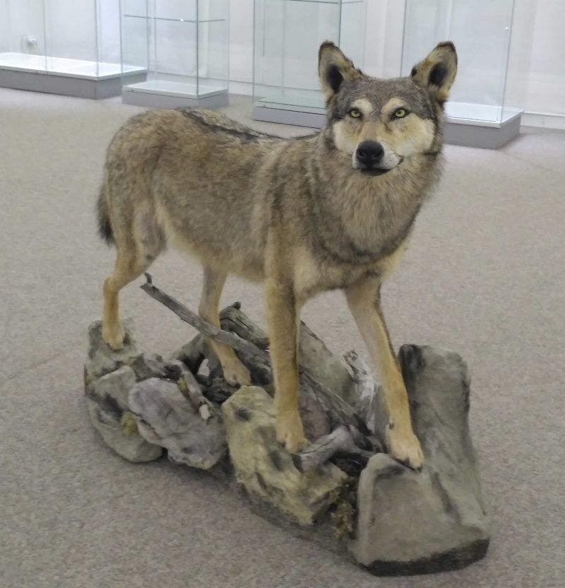 Preparát vlka rozšířil sbírky jihlavského muzea