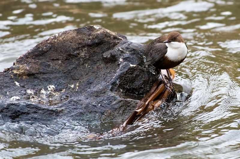 Na Jihlavsku hledali na Nový rok skorce vodního a našli