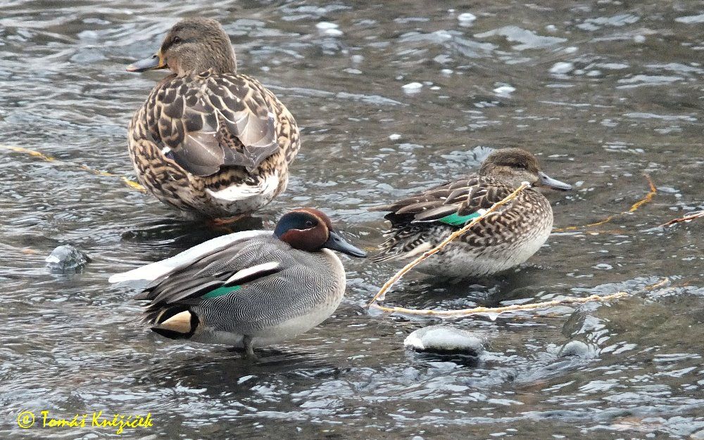 obrázek: Ornitologové a jejich příznivci na Jihlavsku vyrazili za opeřenci