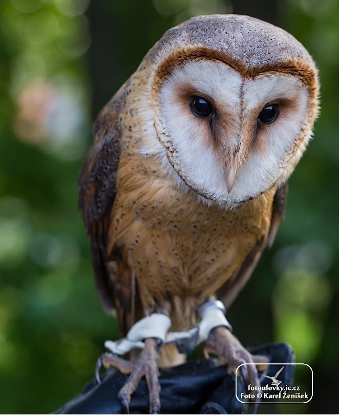 Podzimní Festival ptactva v Jihlavě