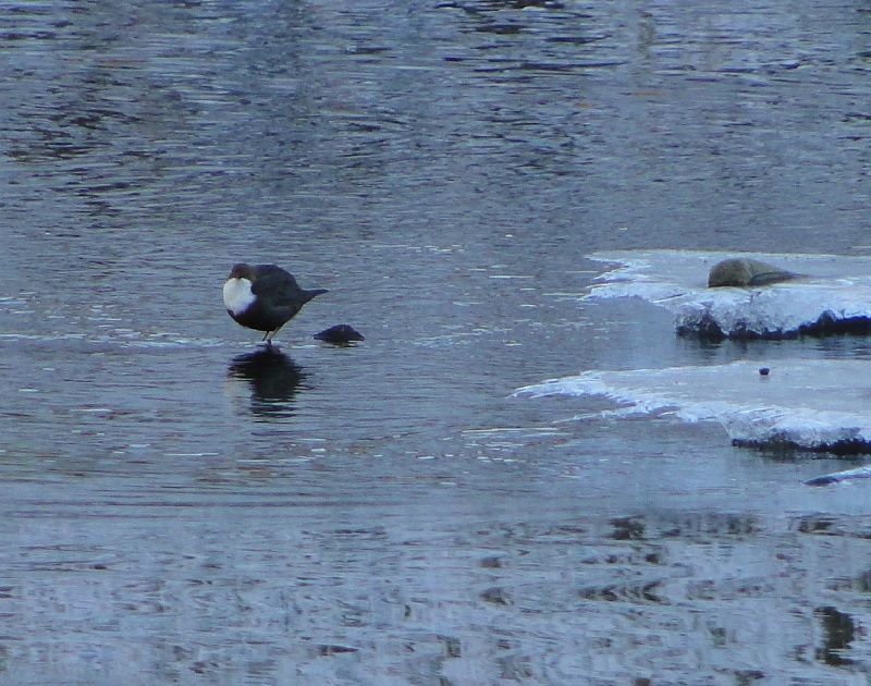 obrázek: V Jihlavě hledali na Nový rok skorce vodního a našli