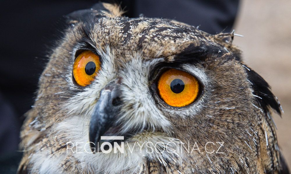 Výr z Pavlova se po uzdravení vrátil do přírody