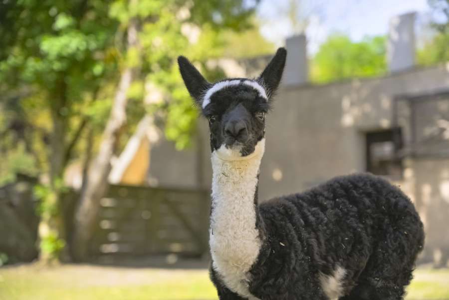 Jihlavská zoo představila mládě alpaky, po zimě se otevřela voliéra Delta Paraná