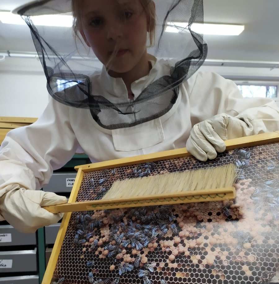 Včelařský kroužek v Bobrové slaví 20 let. Z náhodného roje vznikla tradice s úspěchy
