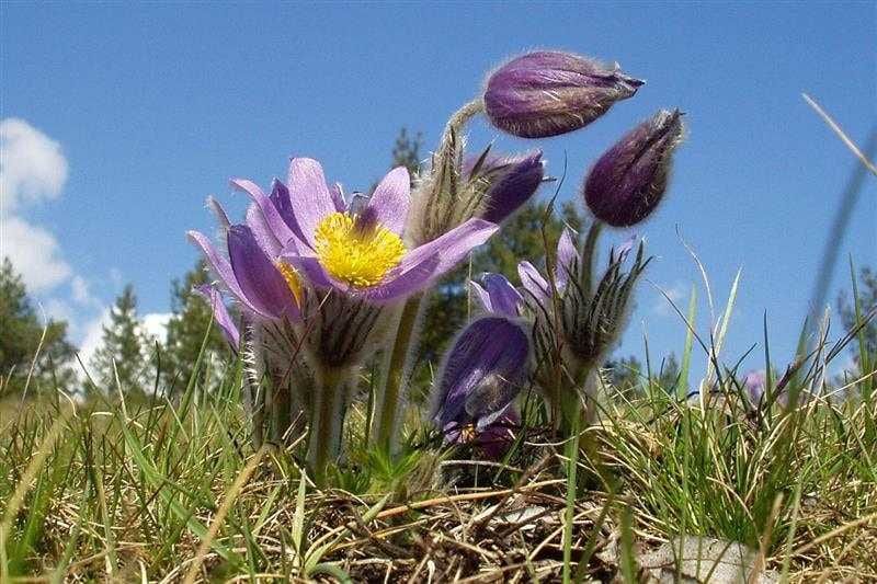 Vysočina dočasně uzavírá tři lokality, aby ochránila koniklece