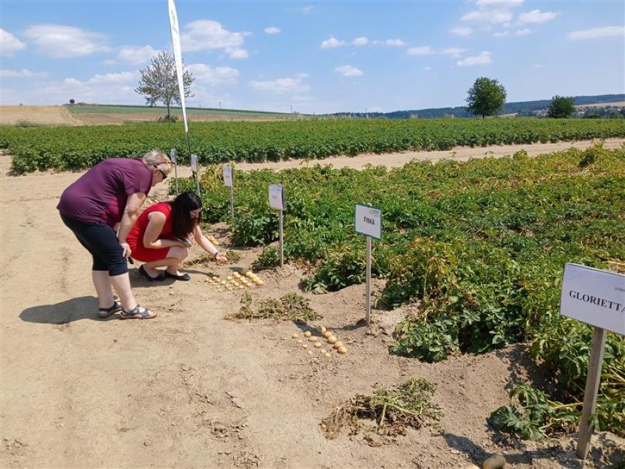 Havlíčkova Borová představila 201 odrůd brambor. Seminář řešil ceny, sucho i nové technologie