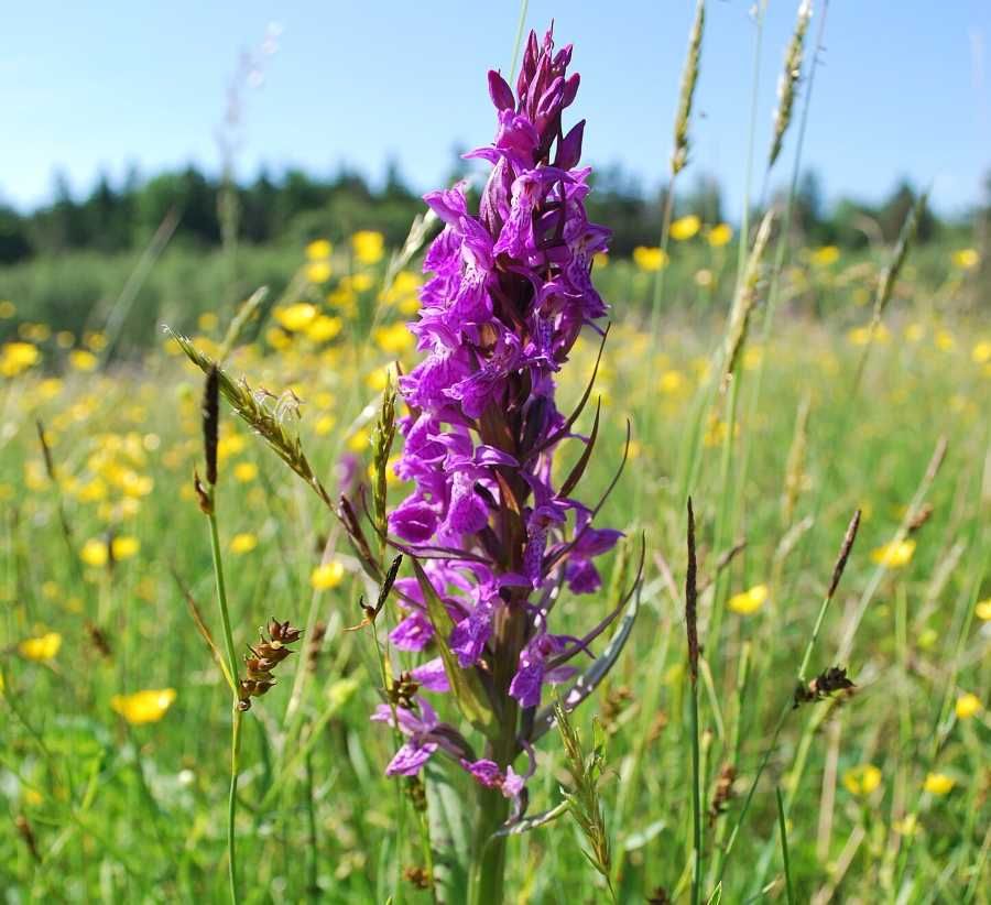 Kvetoucí orchideje lákají turisty na Vysočinu