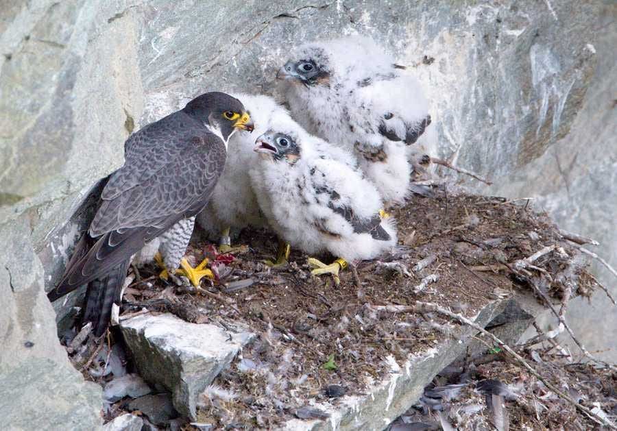 Sokol stěhovavý se vrátil na Čtyři palice, platí zákaz lezení