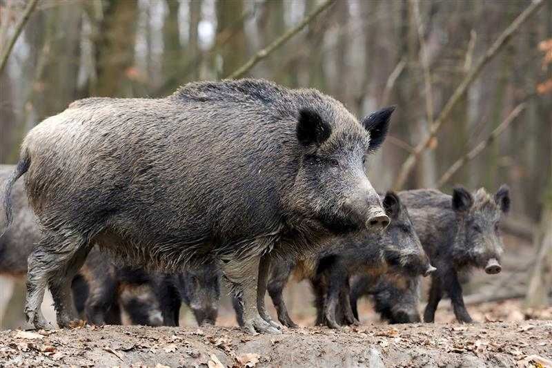 Vysočina bojuje s morem: Výkup čelistí černé zvěře jako nová strategie