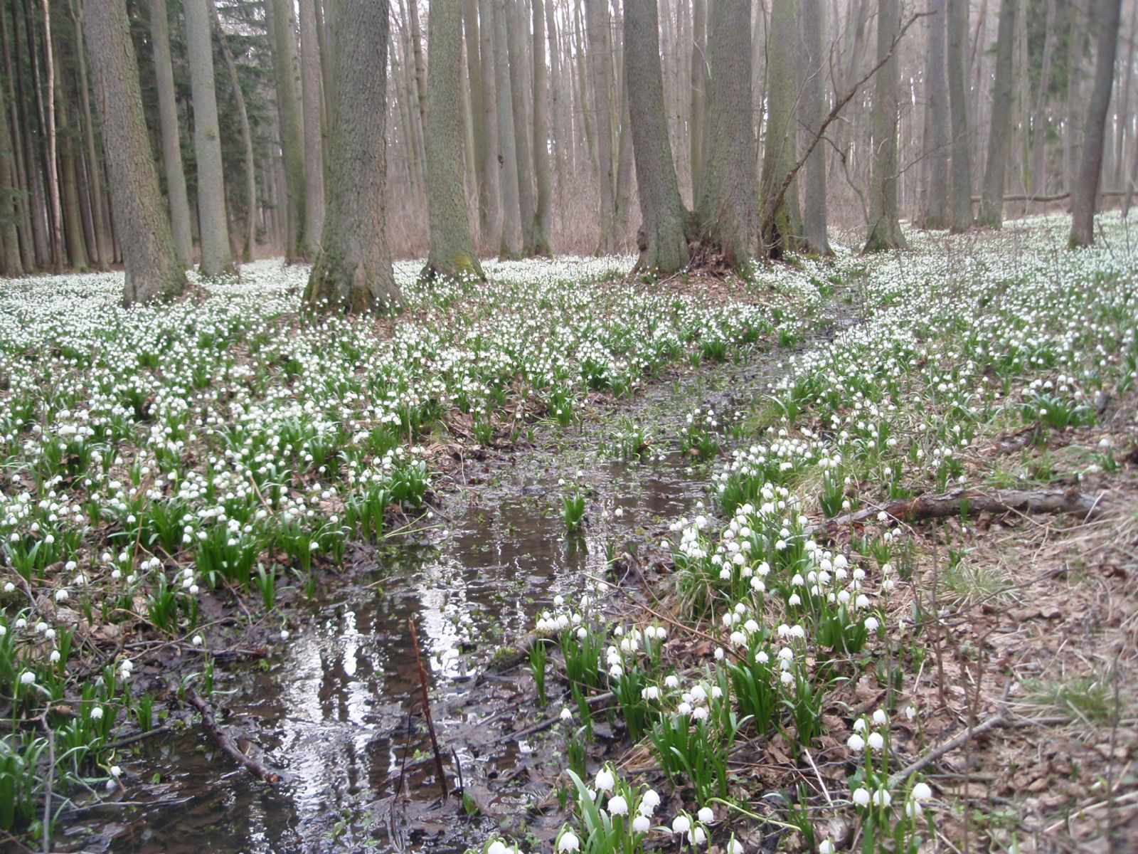 obrázek: Největší bleduliště v Kraji Vysočina je v plném rozkvětu