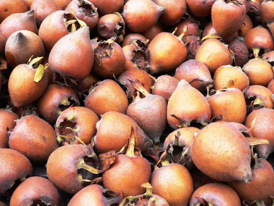 Mišpule: pozdní ovoce s využitím v kuchyni i zahradě