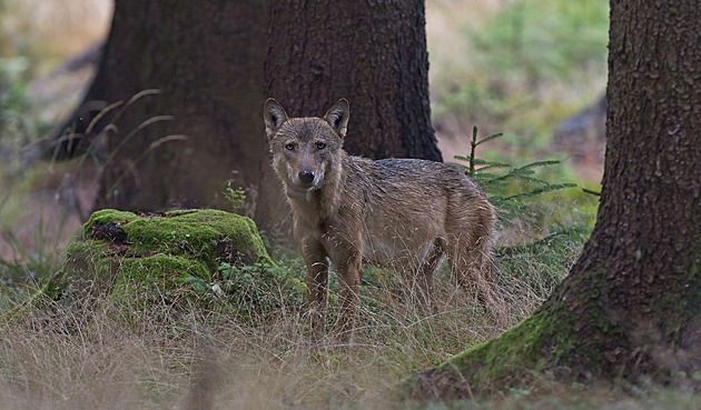obrázek: Vlci útočí na farmy na Vysočině: Farmáři posilují zabezpečení