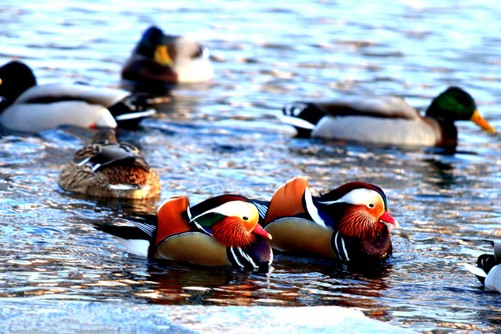 obrázek: Ornitologické vzácnosti ve Světlé nad Sázavou 