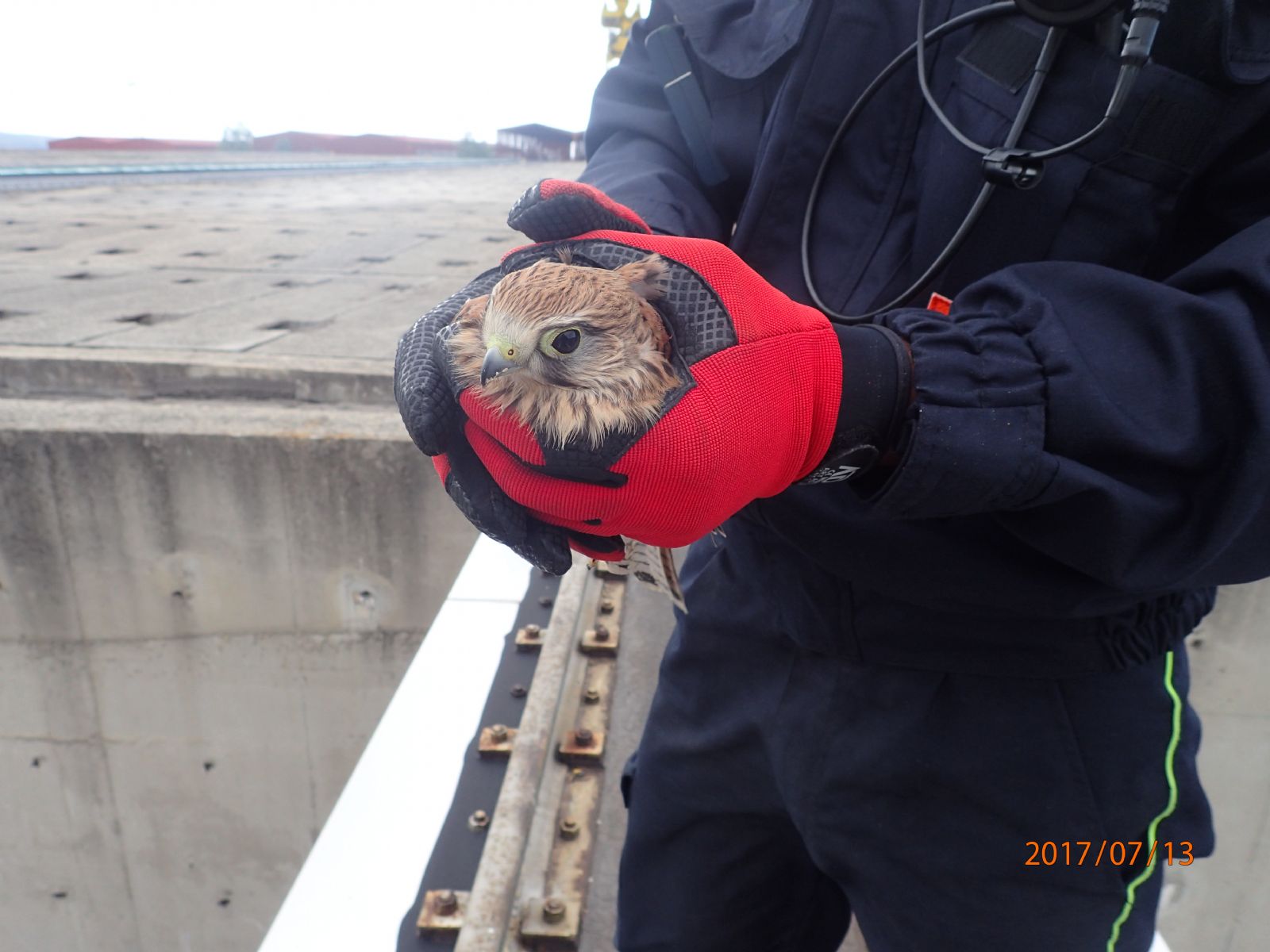 Hasiči v elektrárně Dukovany vysvobozovali poštolku uvězněnou v asfaltu