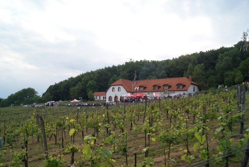 obrázek: Sádecké hody nabídnou i křest knihy o vinné révě