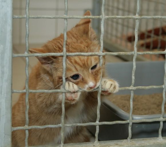 Opuštěná zvířata na Vysočině se těší na plné misky