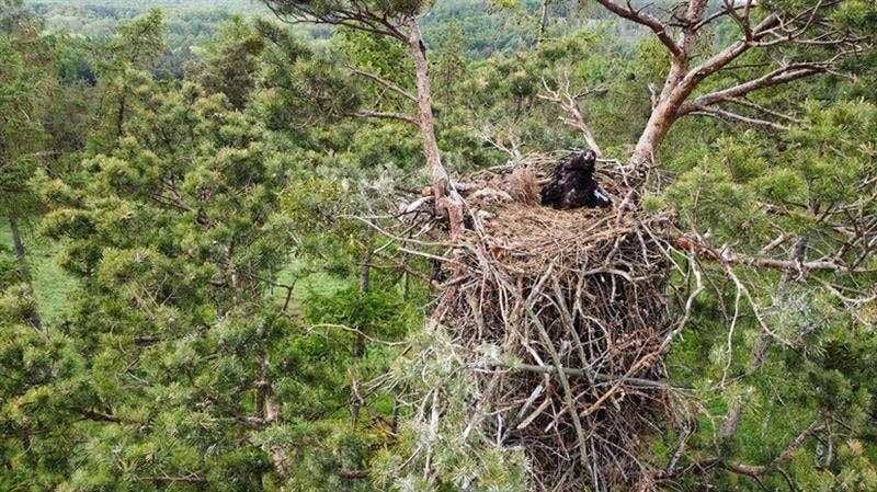 117 hnízd na Vysočině: kraj a ochránci koordinují ochranu před rušením
