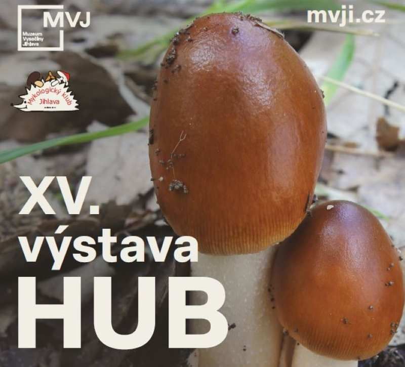 Houbaři slaví: Plné košíky a aktuální mapa hub online!